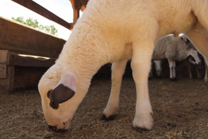 galeria-granja-escuela-17