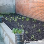 Jugando a ser hortelanos en el Colegio Ntra. Sra. del Carmen