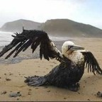 BIORREMEDIACIÓN, una tecnología emergente.