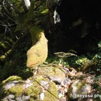 Rutas por “terras galegas”: Camino Natural de la Ribeira Sacra.