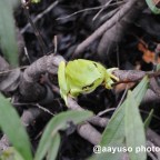 Ruta por los bosques de Granadilla en Caceres