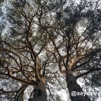 Ruta por El Espinar (ix): la senda del ingeniero.