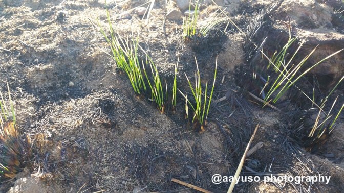 PUERTO DEL PASAPAN (9)