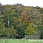 De ruta por la Selva de Irati (ii): desde dentro