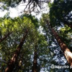 Secuoyas en Cantabria