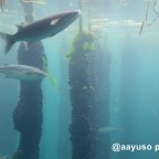 Rutas Científicas, Artísticas y Literarias (vii): Camilo José Cela y Rosalía de Castro.