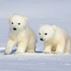 Día Internacional del Oso Polar
