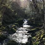 Ruta por el bosque de Muniellos (Asturias)