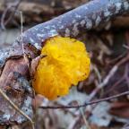 Vuelta al hayedo de la Tejeda Negra en Guadalajara.