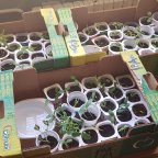 Diario de aprendizaje (iii): Sostenibilidad dentro y fuera del aula