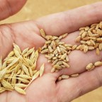 Cebada – Centeno – Trigo