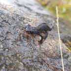 Parque Natural de Somiedo (i): Lagos de Saliencia