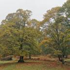 Ruta por el Castañar de El Tiemblo