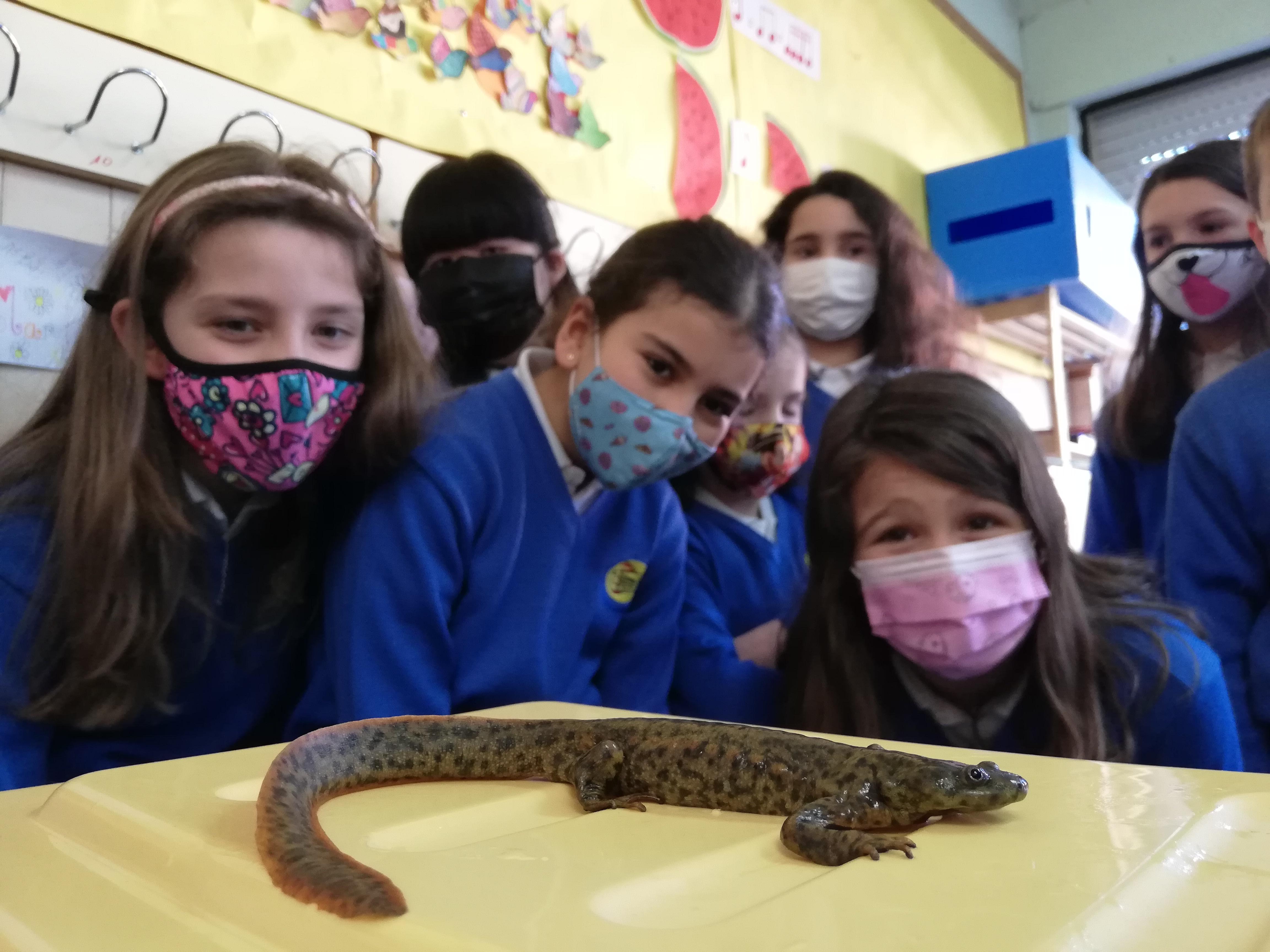 Conociendo los anfibios ibéricos