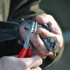 Charla profesorado sobre Anillamiento de Aves