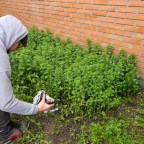 Huerto Escolar: comenzamos «camino»