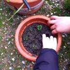 Huerto escolar: primeras siembras.