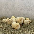 ¡Una visita inesperada!