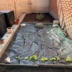 El Huerto Escolar: Cultivando Aprendizaje