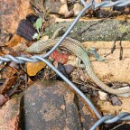 ¡Participa en el Certamen de fotografía Ambiental «Local y Natural»! 🎨🌿